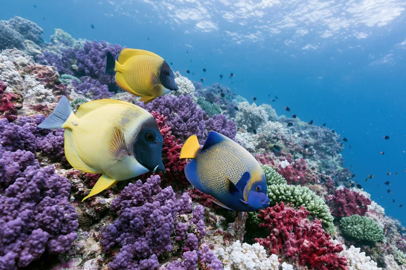 Tropical fish swimming among colorful coral on a vibrant reef underwater