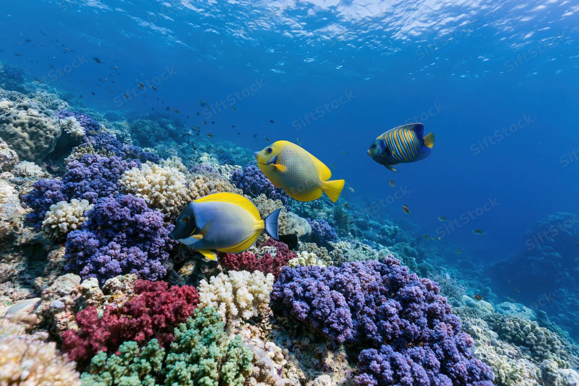 Colorful tropical fish swimming over vibrant coral reef in clear blue ocean water