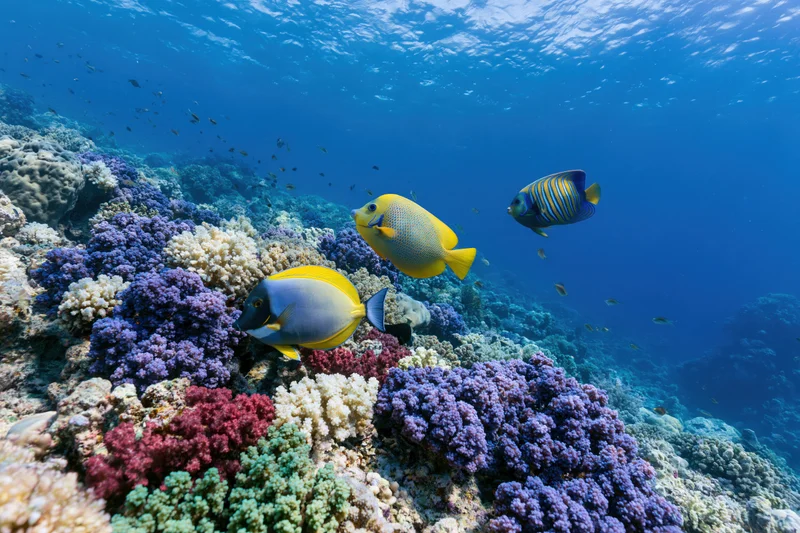 Colorful tropical fish swimming over vibrant coral reef in clear blue ocean water