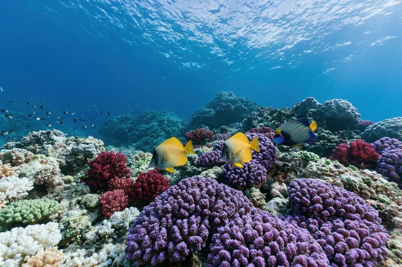 Colorful coral reef with tropical fish swimming underwater in clear blue ocean