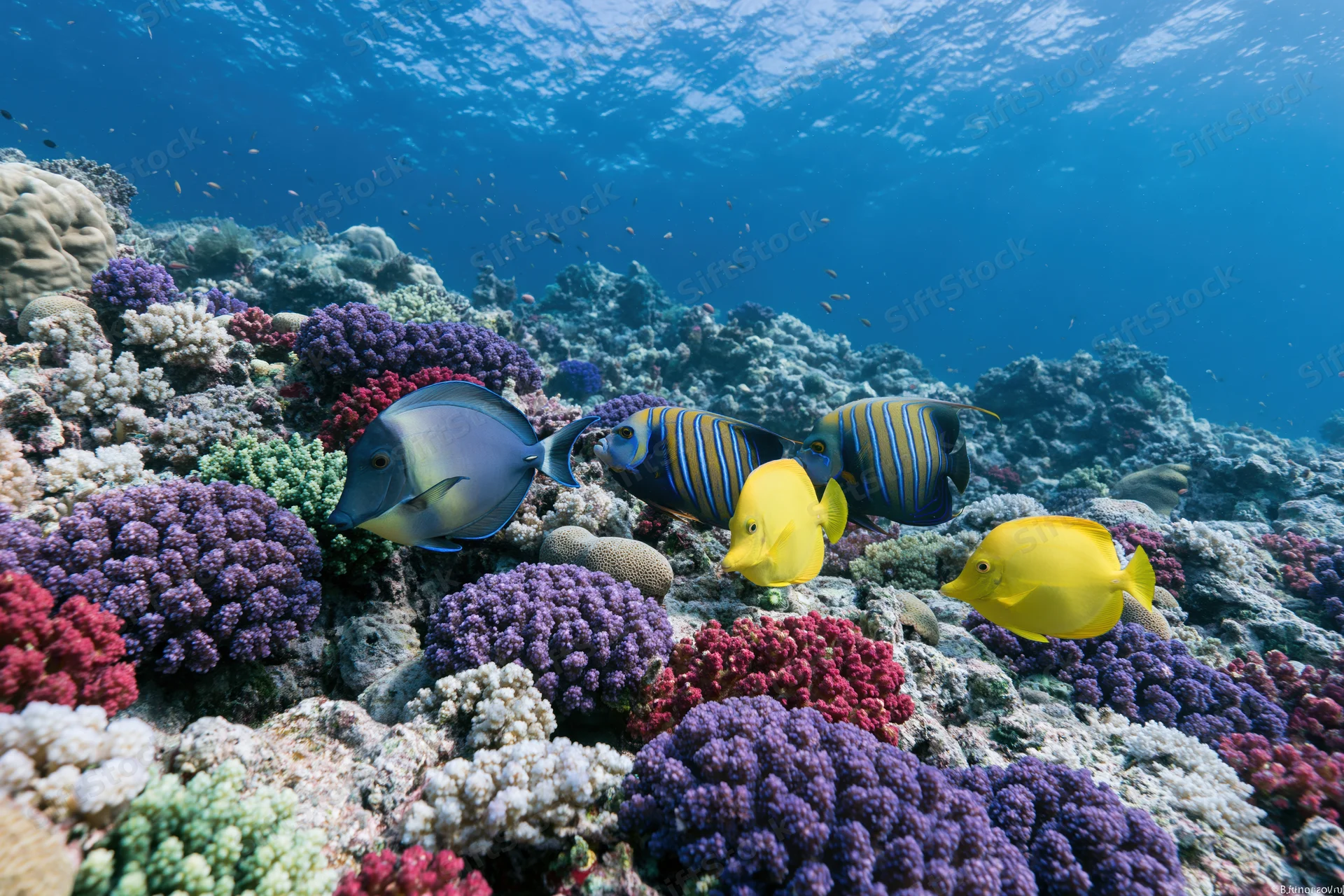 Colorful tropical fish swimming over vibrant coral reef underwater