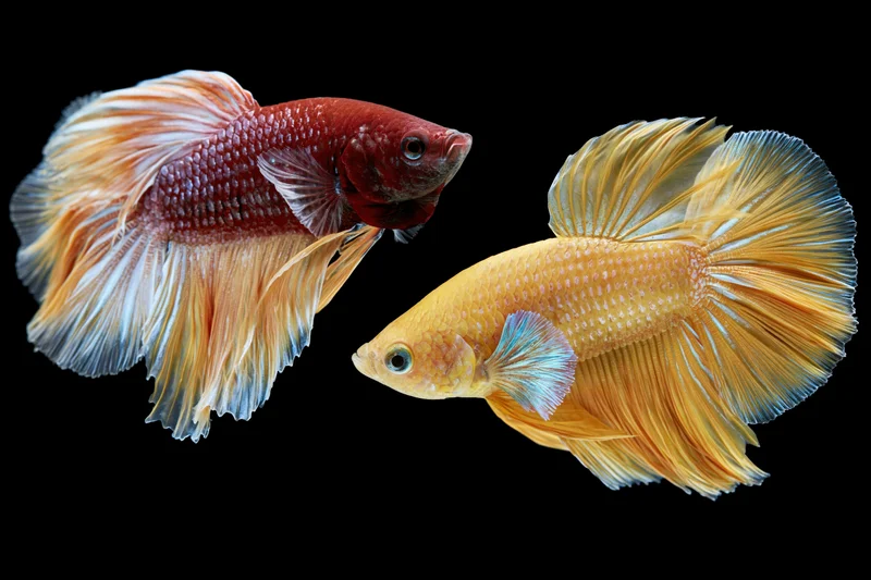Two siamese fighting fish facing each other with flowing fins against black background