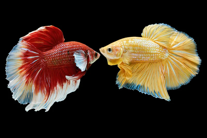 Two betta fish facing each other with flowing fins against black background