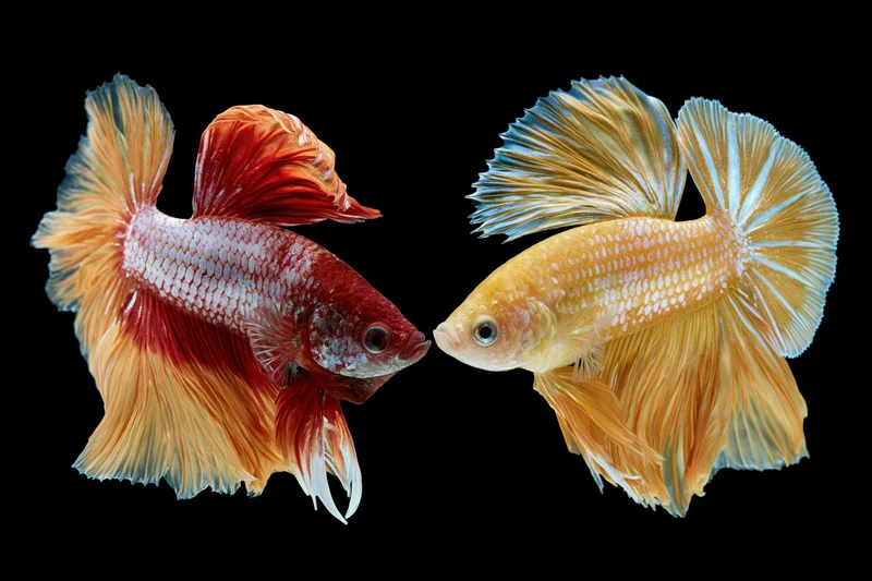 Two siamese fighting fish facing each other with flowing fins against black background