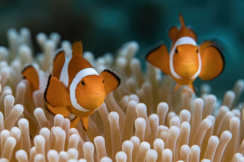 Two clownfish hovering among sea anemone tentacles in underwater reef environment