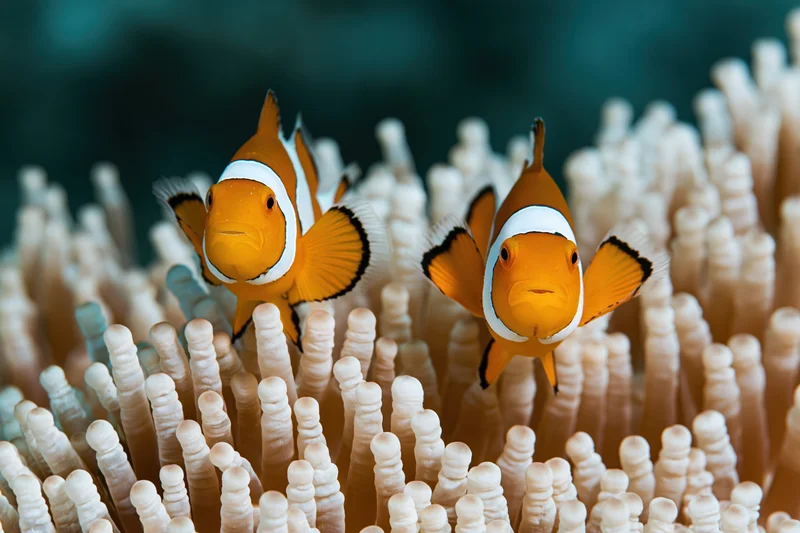 Two clownfish hovering among sea anemone tentacles in underwater reef environment