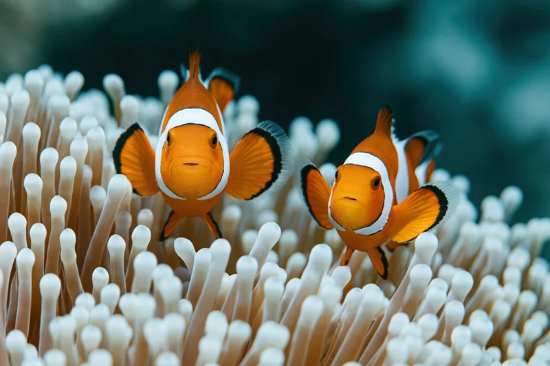 Two clownfish hovering among sea anemone tentacles in underwater reef environment