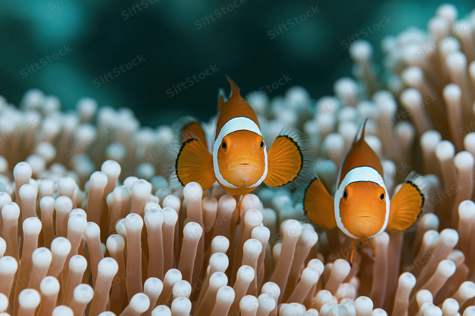 Two clownfish hovering among sea anemone tentacles facing the camera in a tropical reef environment