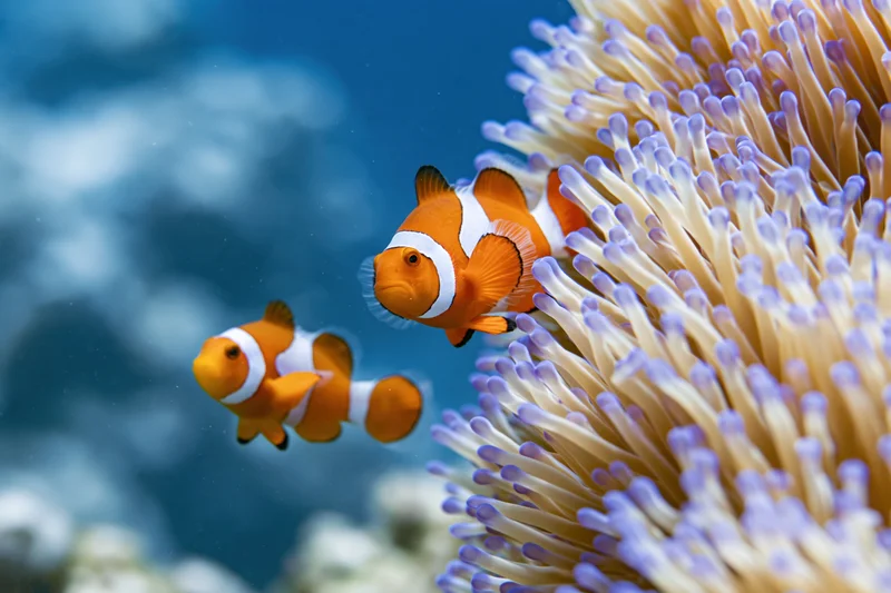 Two clownfish swimming beside a large sea anemone in clear blue water