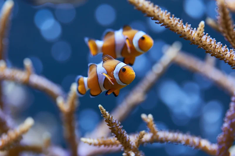 Two clownfish swimming among coral branches in an aquarium setting