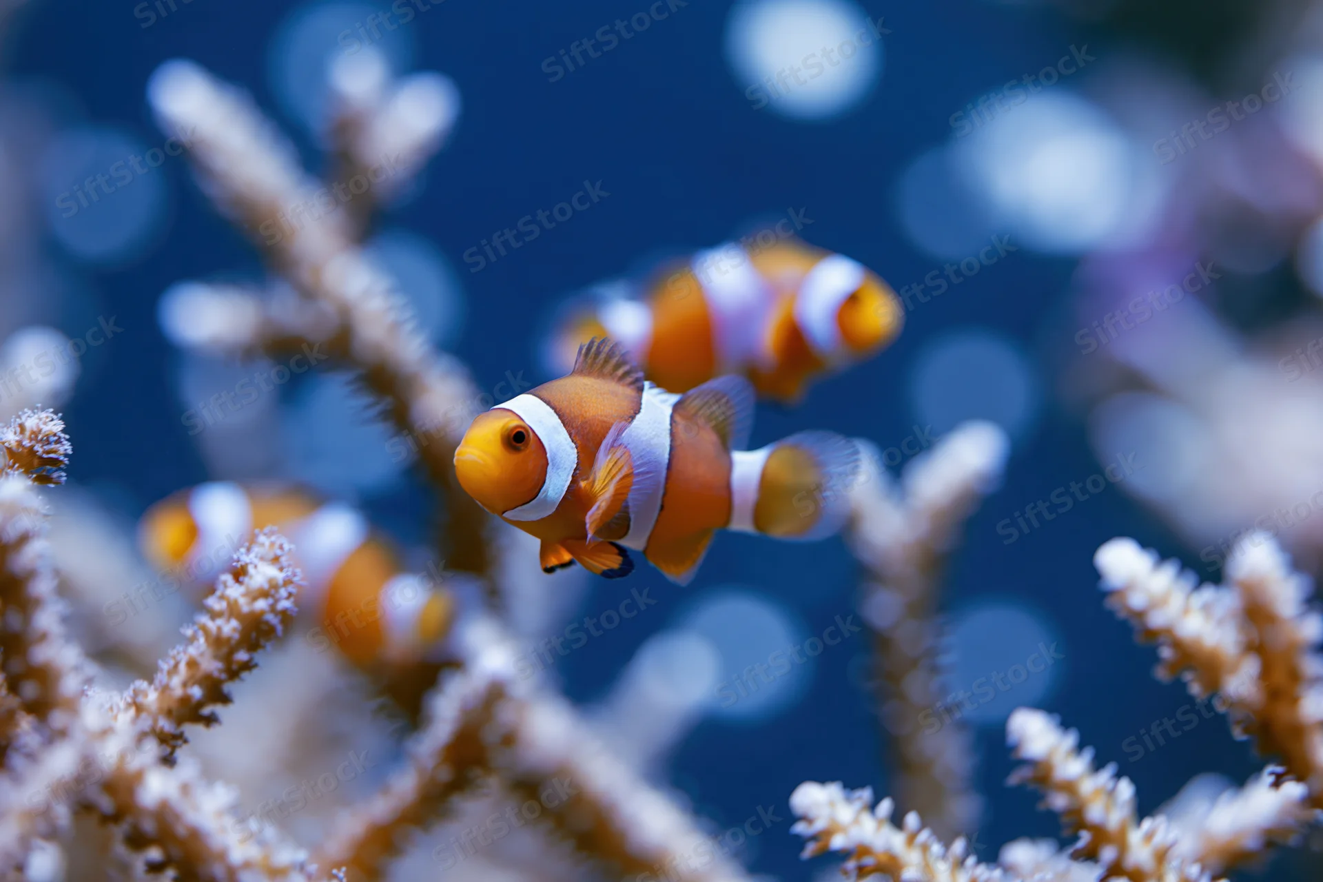 Clownfish swimming among coral and anemone branches in an aquarium setting