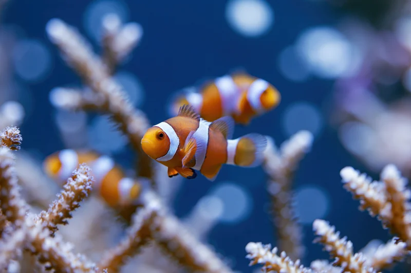 Clownfish swimming among coral and anemone branches in an aquarium setting