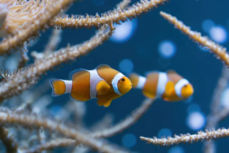 Two clownfish swimming among sea anemone branches in a coral reef underwater