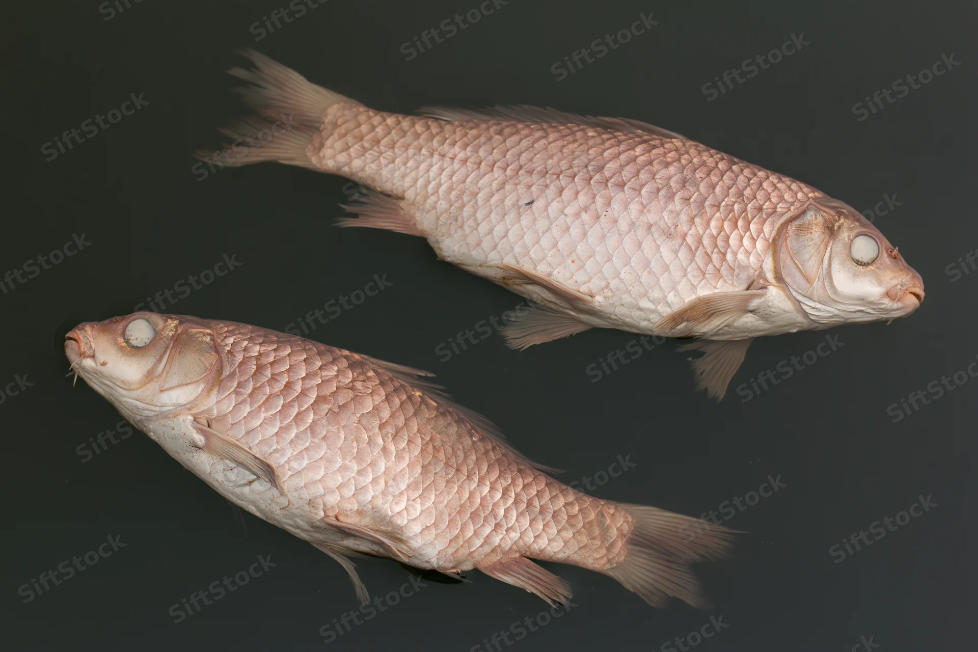 Two dead carp floating belly-up just below dark water surface