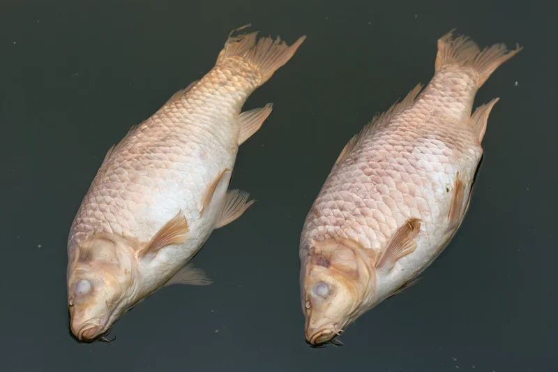 Two dead carp floating belly-up just below dark water surface