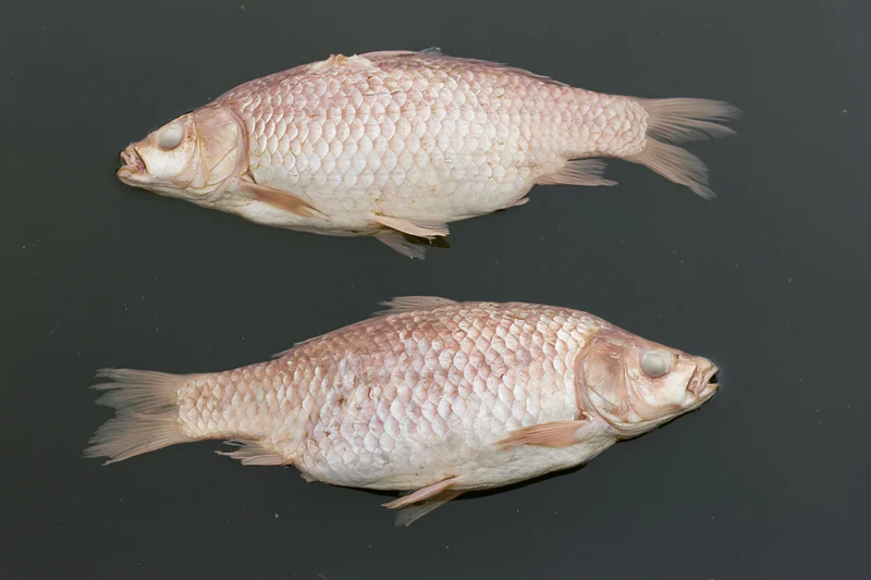 Two dead carp floating belly-up just below dark water surface