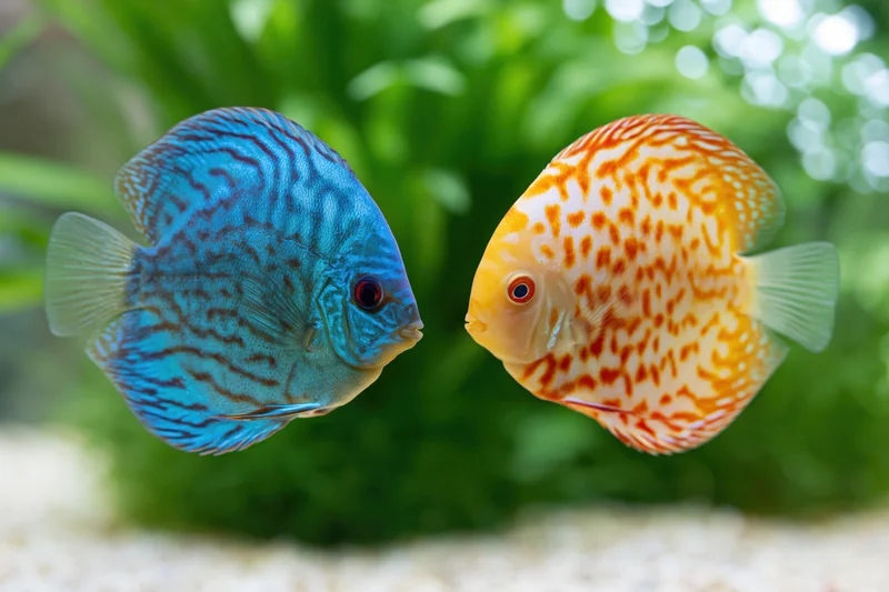 Two discus fish facing each other in an aquarium with green plants and sandy substrate