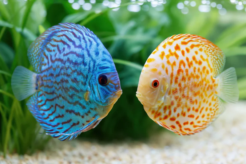 Two discus fish facing each other in a planted aquarium with sand substrate
