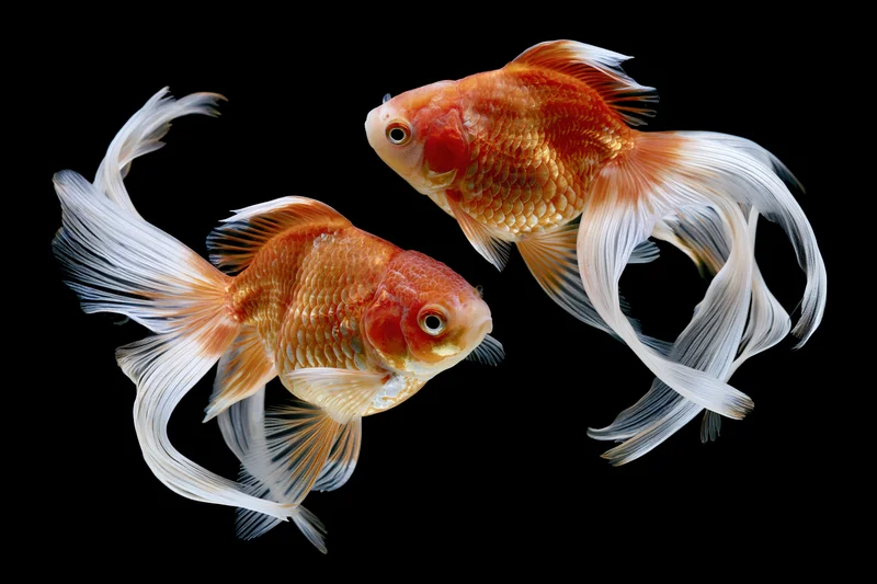Two fantail goldfish swimming together against a black background