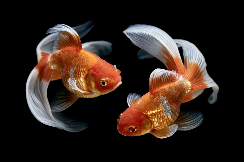 Two fantail goldfish swimming together against a black background