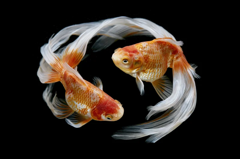 Two fantail goldfish swimming in a circular motion against a black background