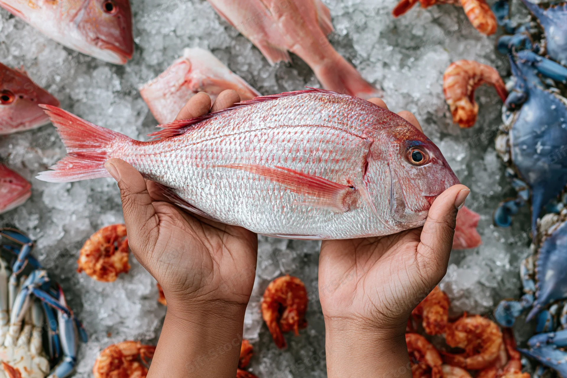 Hands holding a fresh whole pink sea bream above crushed ice with shrimp and crabs around