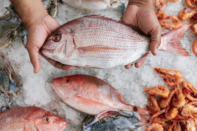 Hands holding a fresh whole pink sea bream above ice with crabs and shrimp in a seafood market display