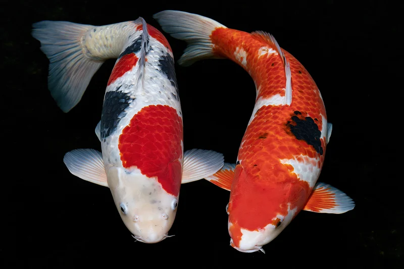 Two koi fish swimming in circular formation in dark water
