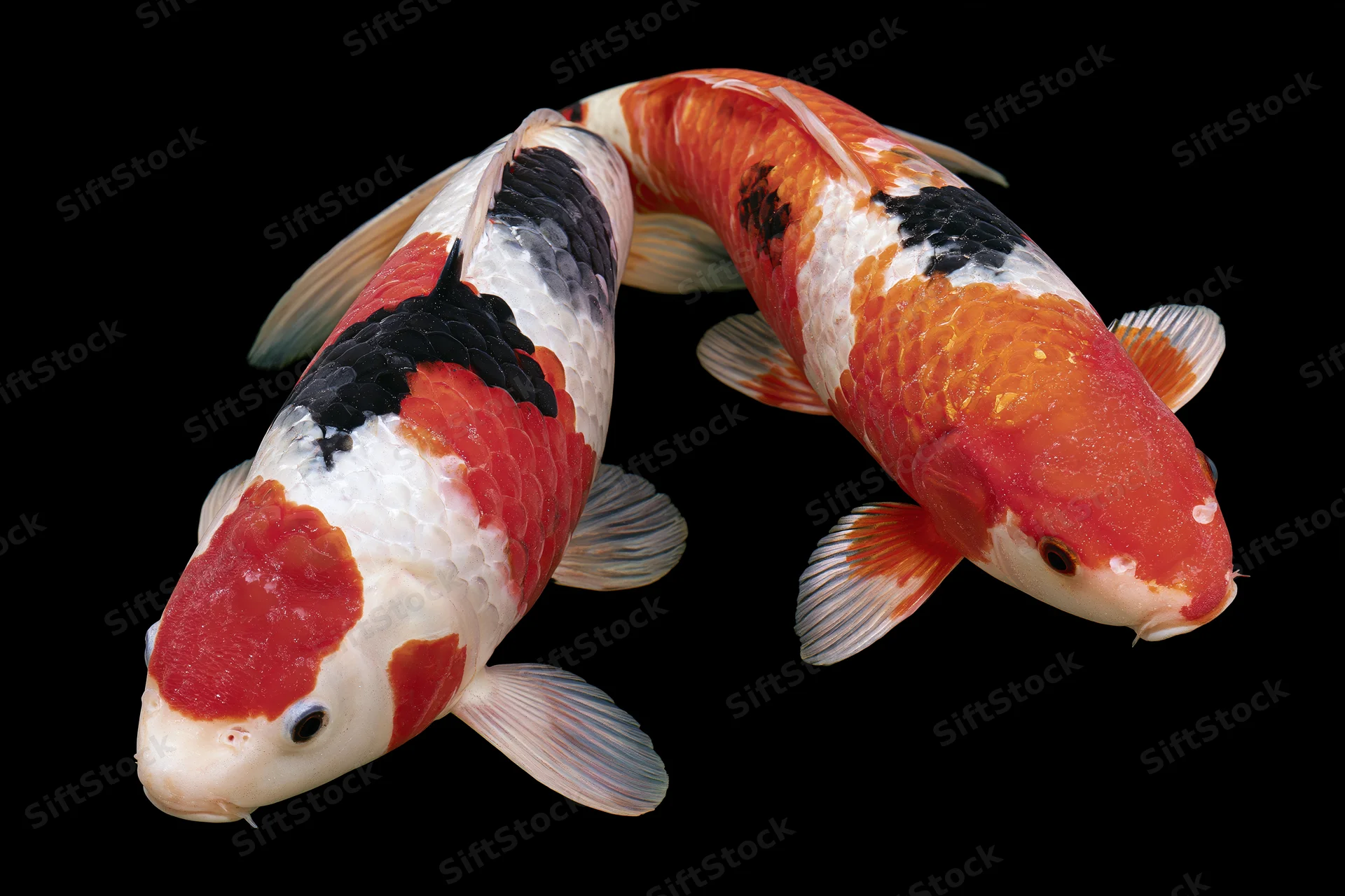 Two koi fish swimming in a circular formation against a black background