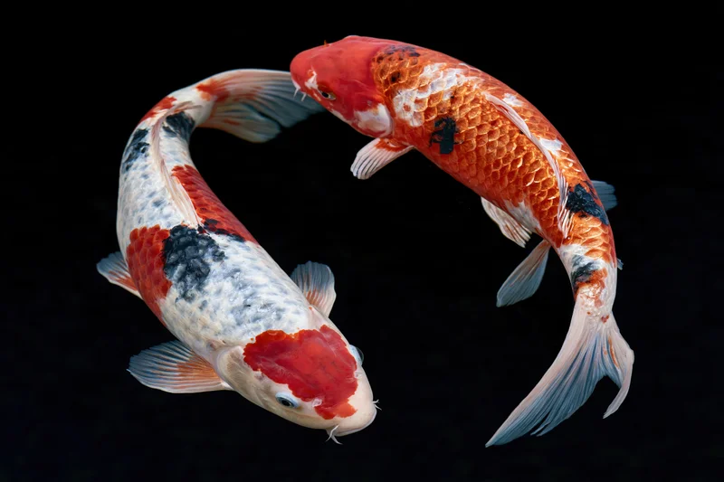 Two koi fish swimming in a circular formation against a dark background