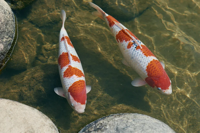 Two koi fish swimming in shallow clear water among smooth stones in a garden pond