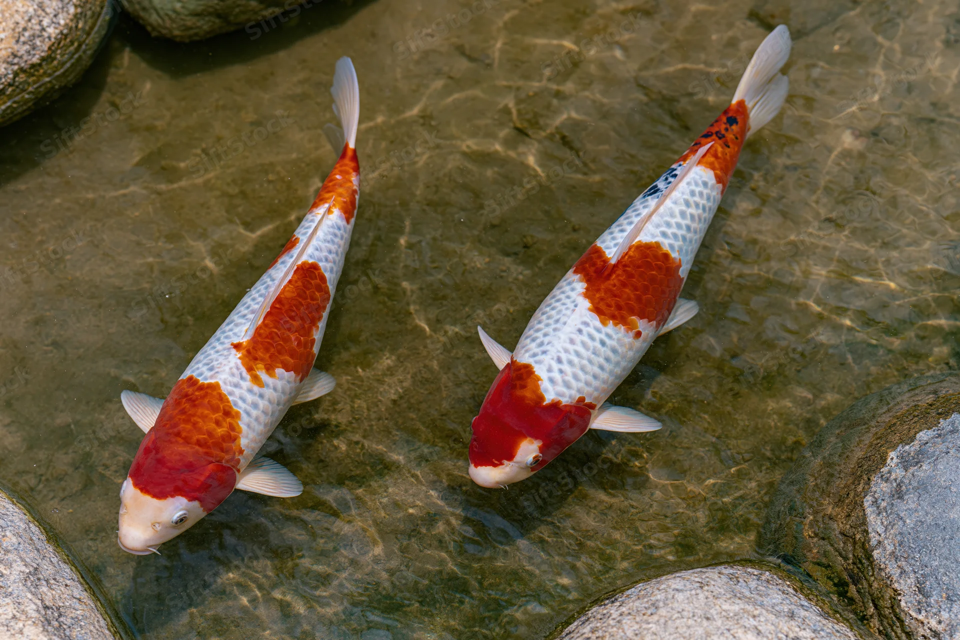 Two koi fish swimming in shallow clear water among smooth stones in a garden pond
