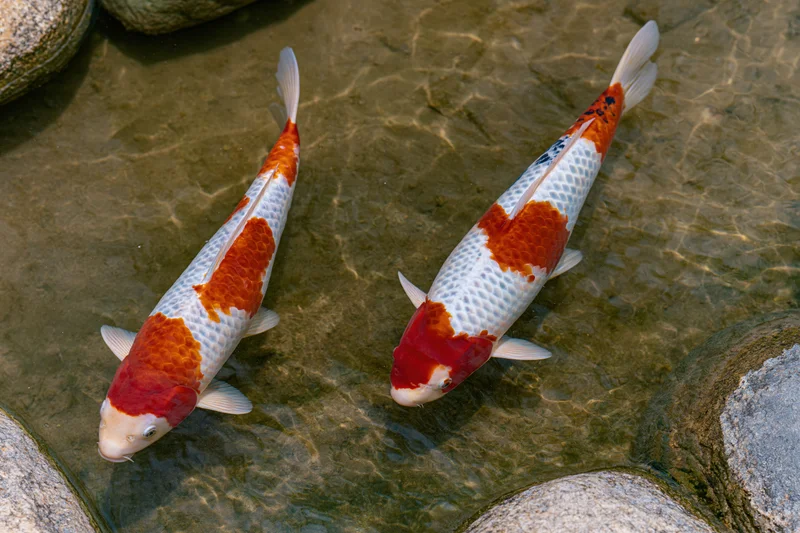 Two koi fish swimming in shallow clear water among smooth stones in a garden pond