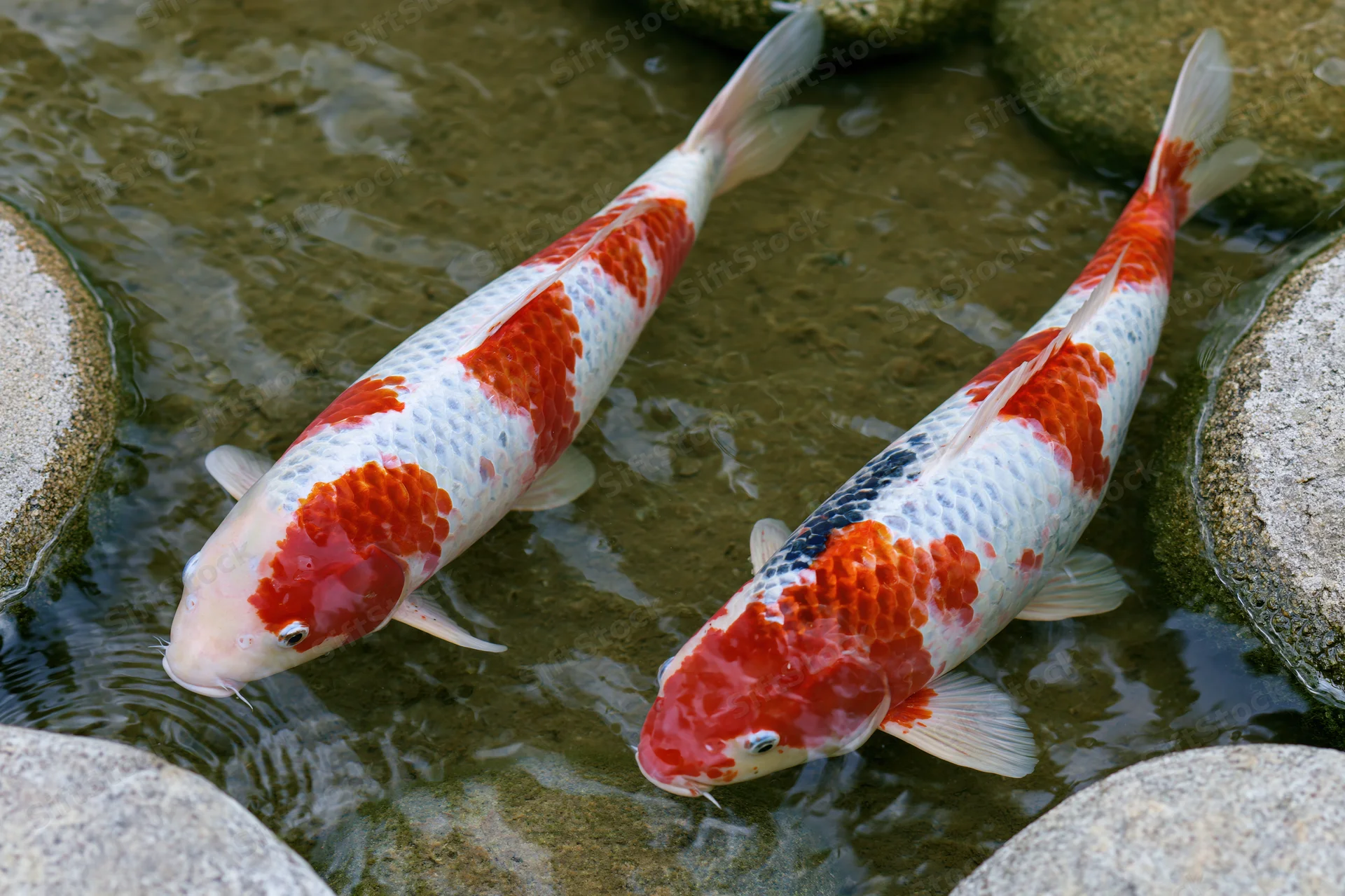 Two koi fish swimming in a shallow pond surrounded by stones