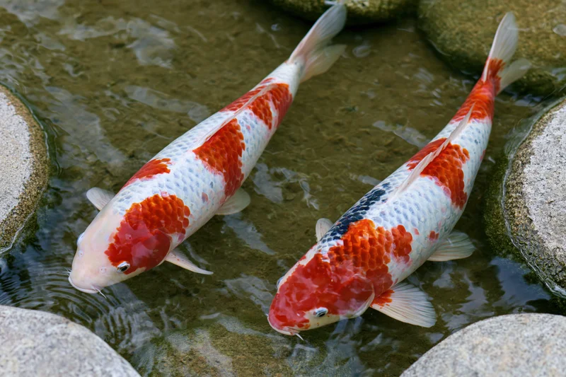 Two koi fish swimming in a shallow pond surrounded by stones