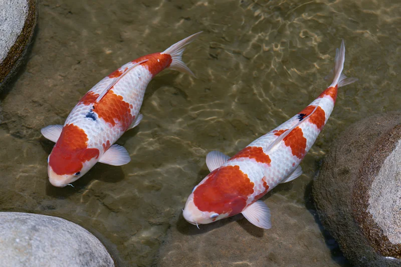 Two koi fish swimming in shallow clear water among stones in a garden pond
