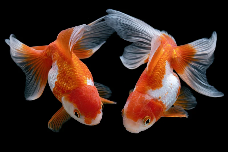 Two ornate goldfish swimming in a circular yin-yang formation against black background