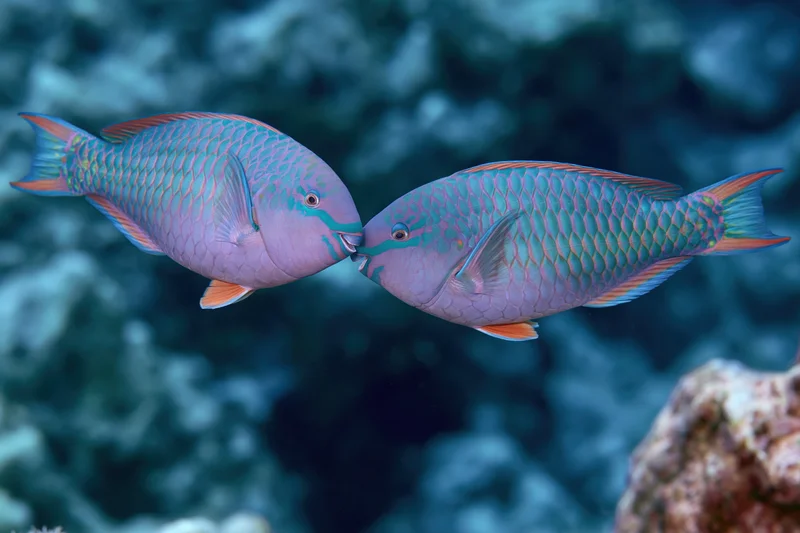 Two parrotfish facing each other nose-to-nose in midwater near coral reef