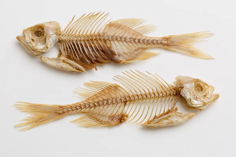 Two dried fish skeletons with intact spines and ribcages on white background