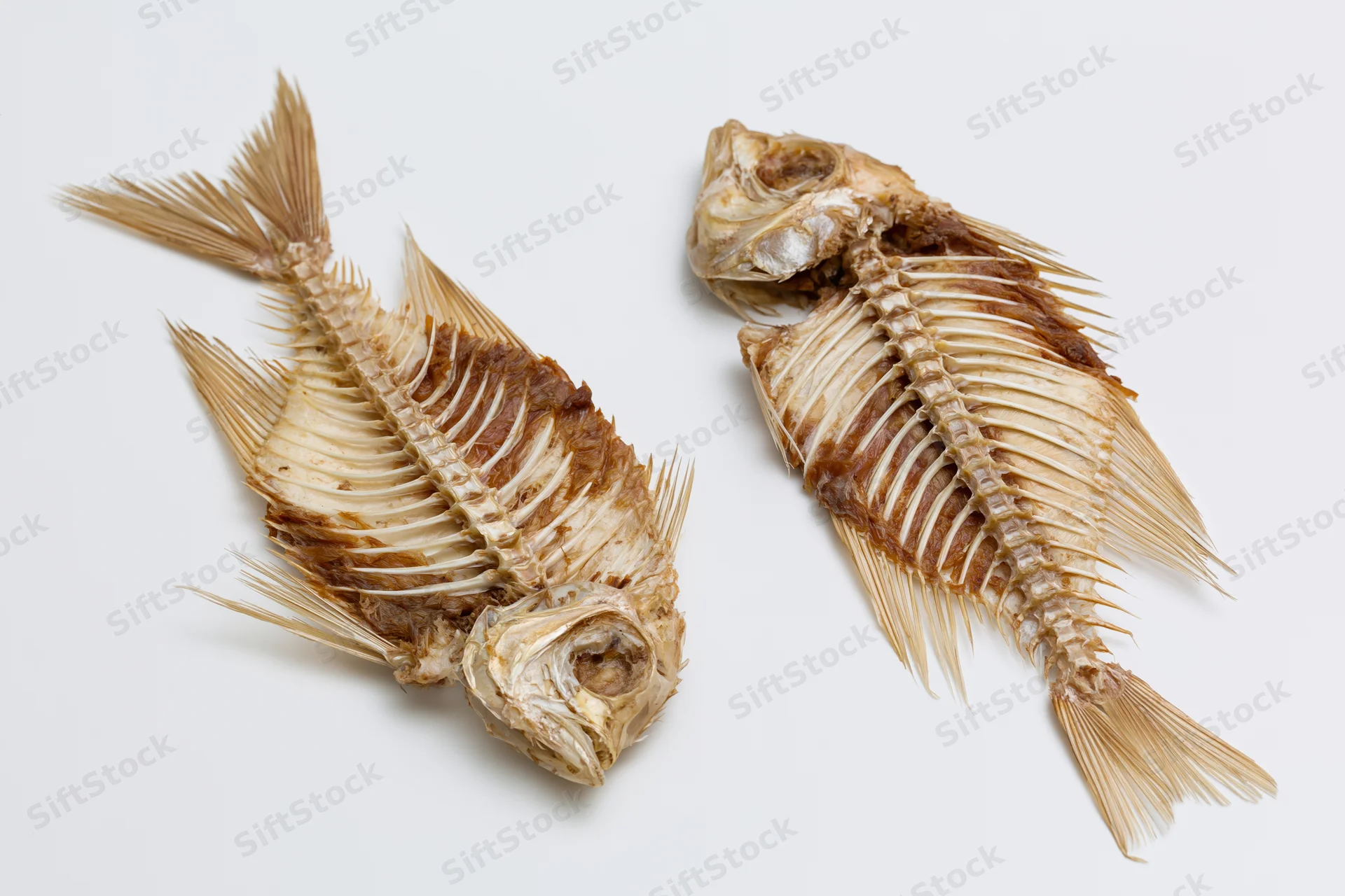 Two dried fish skeletons with intact spines and ribcages on a white background