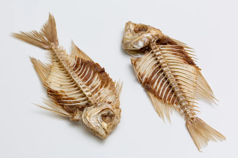Two dried fish skeletons with intact spines and ribcages on a white background