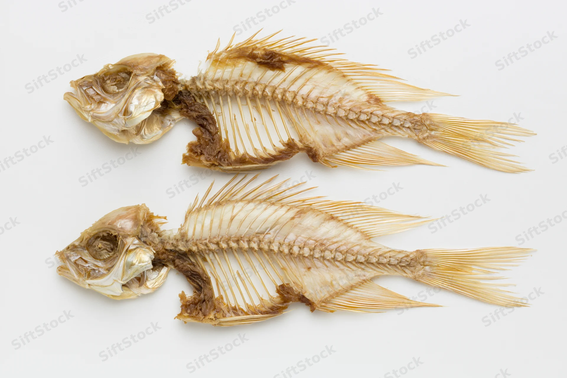 Two dried fish skeletons with intact spines and ribcages on a white background