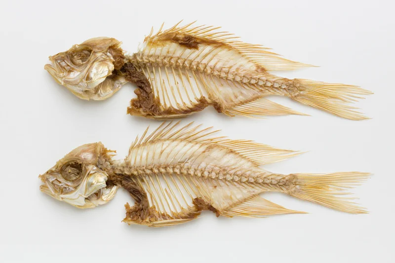 Two dried fish skeletons with intact spines and ribcages on a white background