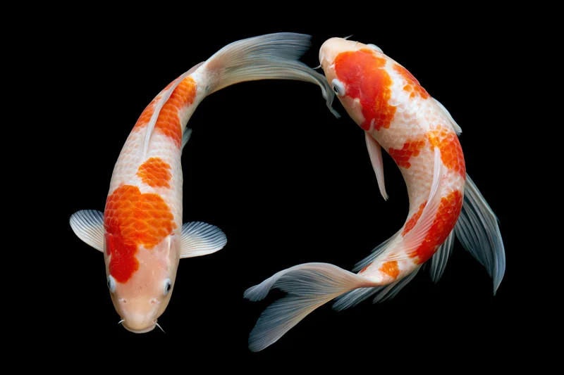 Two koi fish swimming in a circular pattern against a black background