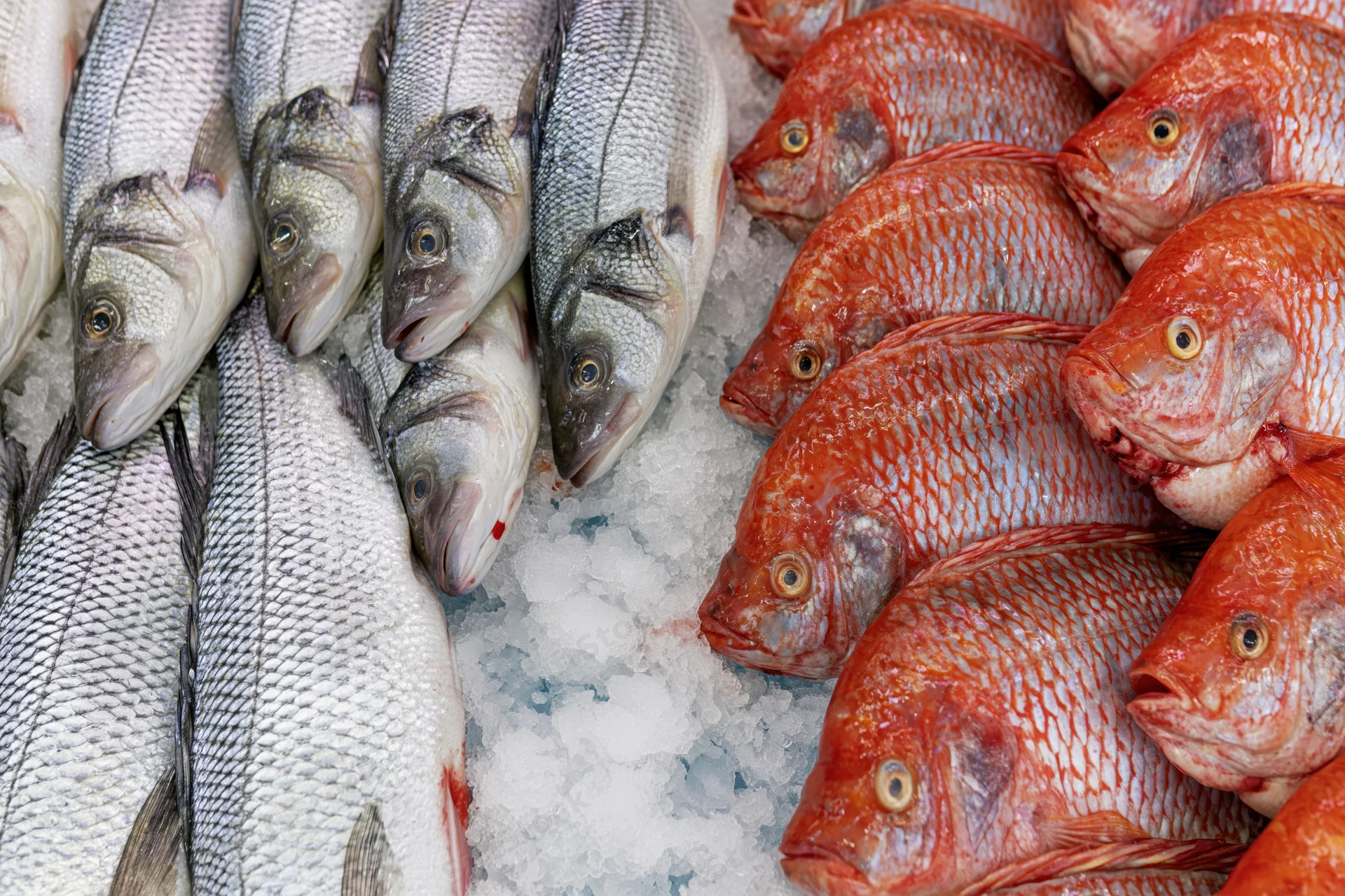 Whole fresh fish arranged on crushed ice at a seafood market display