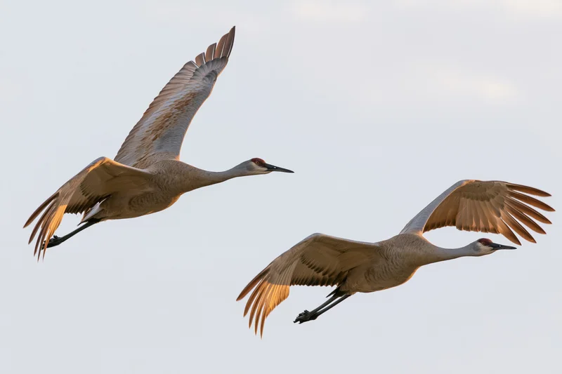 Two sandhill cranes in mid-flight with wings fully extended against a pale sky