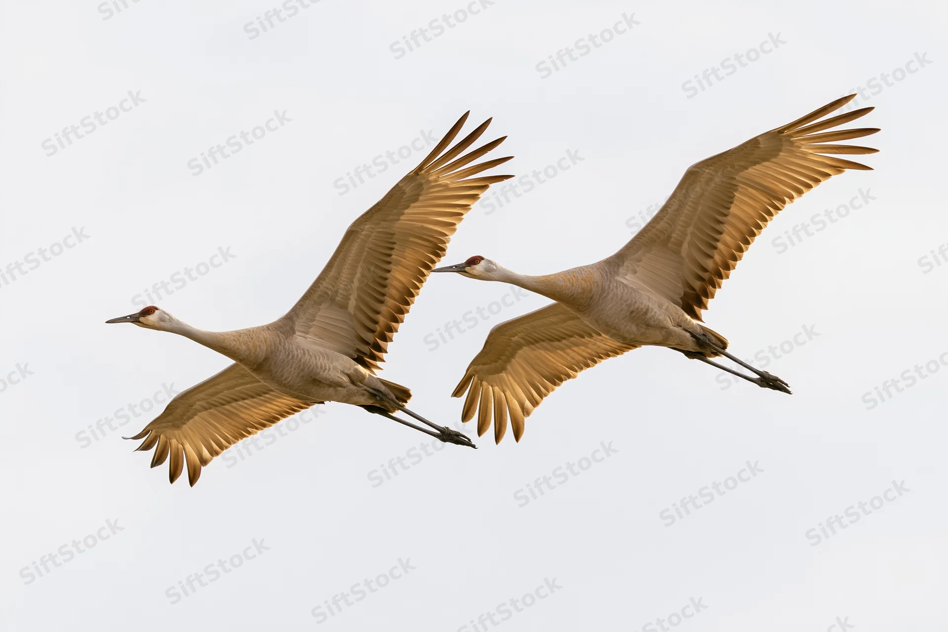 Two sandhill cranes flying in midair with wings fully extended against a white sky