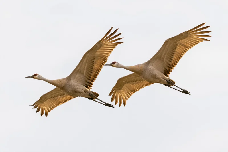 Two sandhill cranes flying in midair with wings fully extended against a white sky