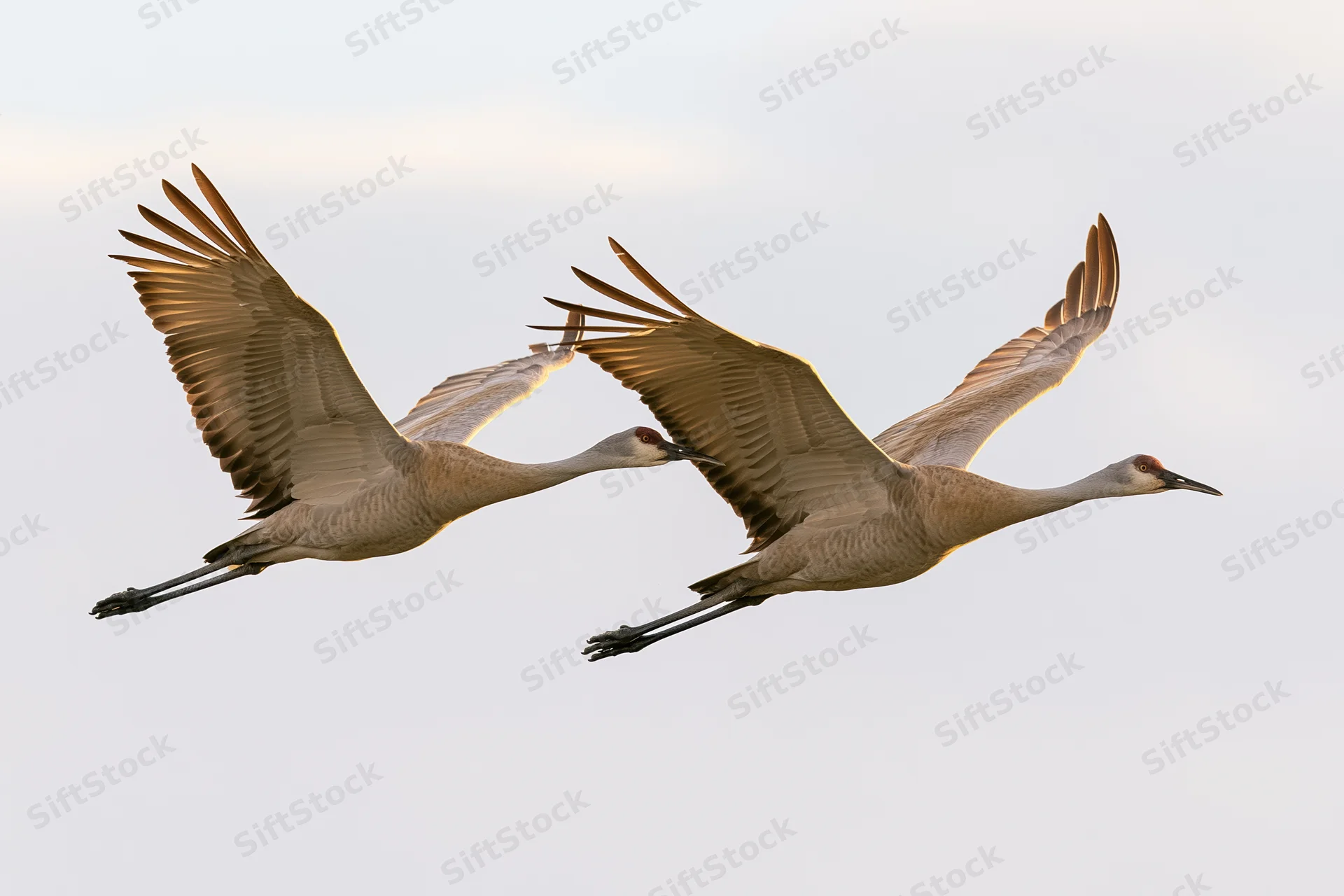 Two sandhill cranes flying in formation with wings fully extended against a pale sky