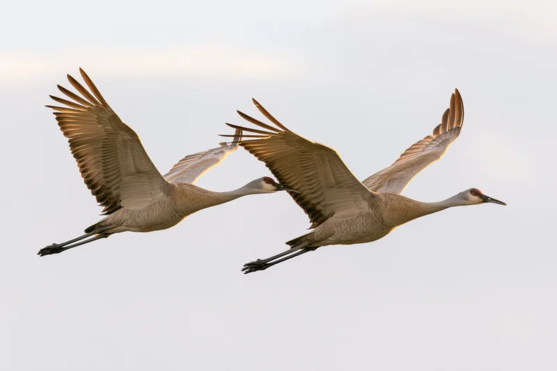Two sandhill cranes flying in formation with wings fully extended against a pale sky